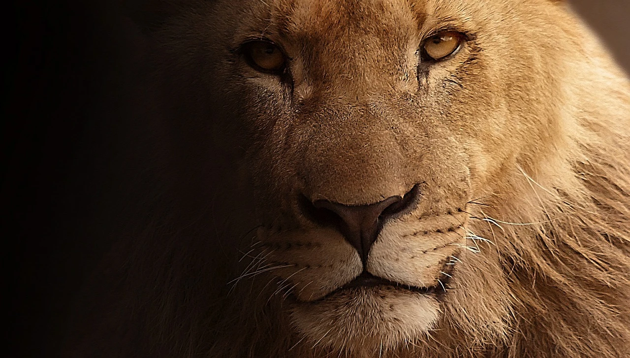 Let’s Roar: On ladies, the universe, defiance, and dancing shoes.