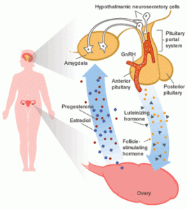 hypothalamic-amenorrhea-268x300