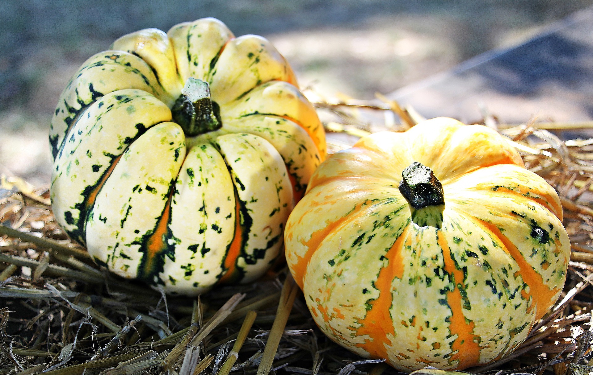 This Week in Paleo: Pumpkin Spice and Everything Nice