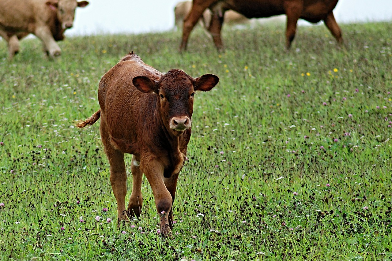 Why Grass Fed Meat is the Only Kind of Meat I’ll Eat