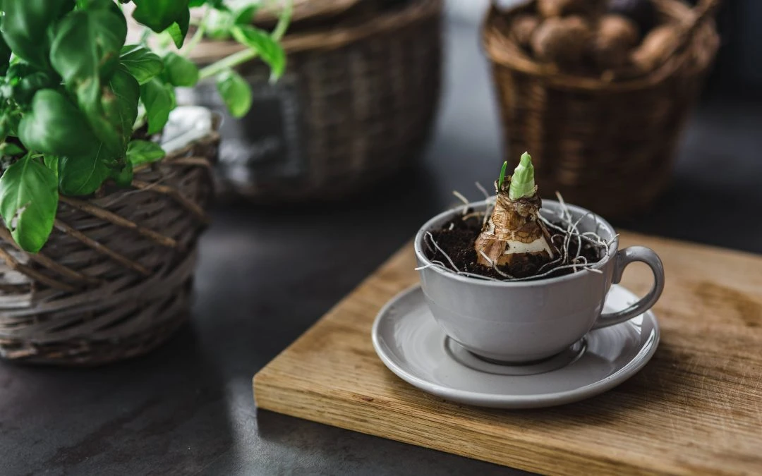 What You Need To Know About Adaptogenic Herbs